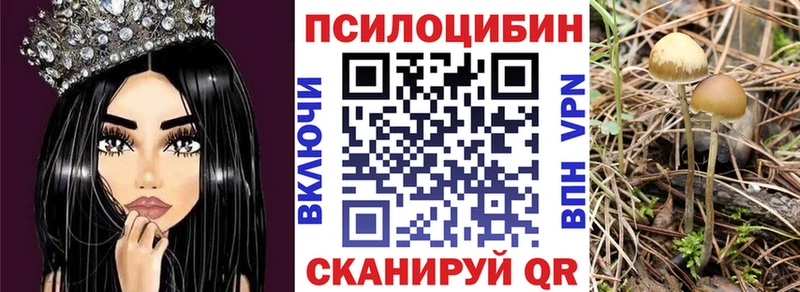 Галлюциногенные грибы Psilocybine cubensis  цена   Тверь 